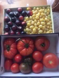 2017 gada tomati